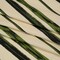 1 Yard Verdant Trail Stretch Cotton Sateen Cream and Green Painted Stripes Cotton Fabric